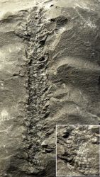 Sigillariostrobus